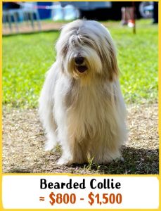 3) Bearded collie